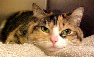 Arana the kitty. From petfinder.com